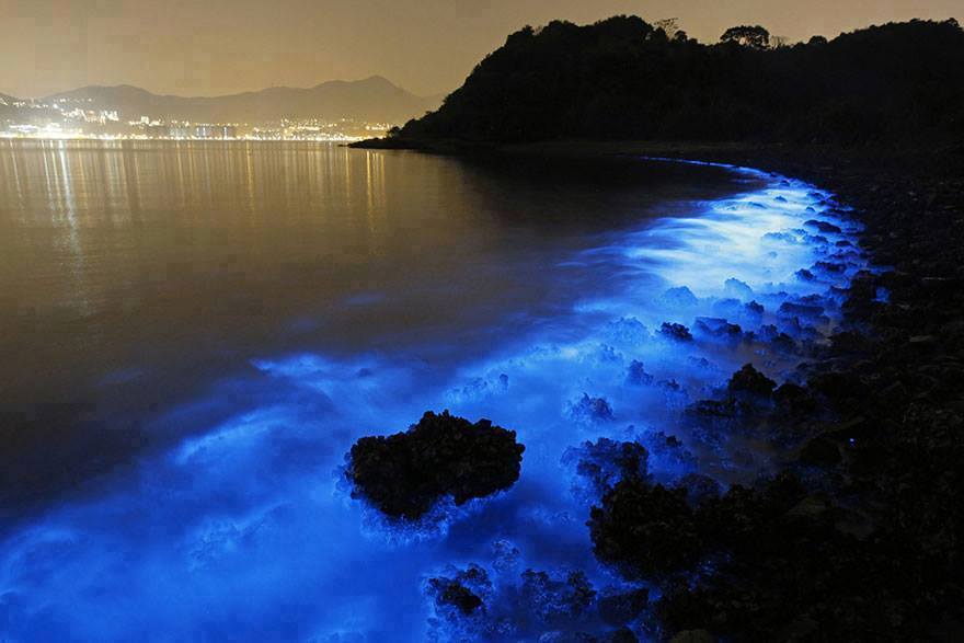 Una curiosità affascinante: la bioluminescenza.
