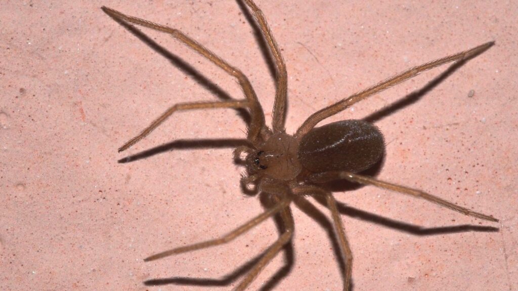 Il Ragno Violino: Un Inospitale Ospite dal Morso Potenzialmente Pericoloso