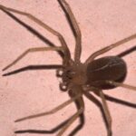 Il Ragno Violino: Un Inospitale Ospite dal Morso Potenzialmente Pericoloso