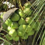 L’Albero di Cocco: Il Gigante Tropicale e le Sue Innumerevoli Meraviglie