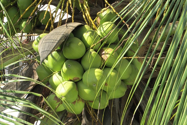 L’Albero di Cocco: Il Gigante Tropicale e le Sue Innumerevoli Meraviglie