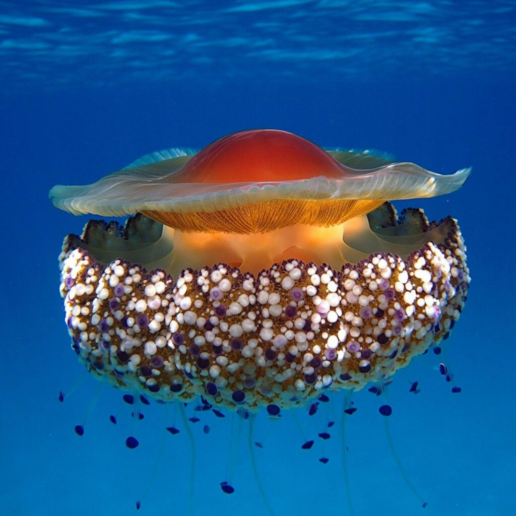 La Medusa Uovo Fritto: Un Tesoro del Mare dal Nome Gustoso