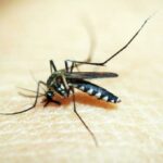 La Febbre Oropouche: Un’Infezione Emergente in America Latina