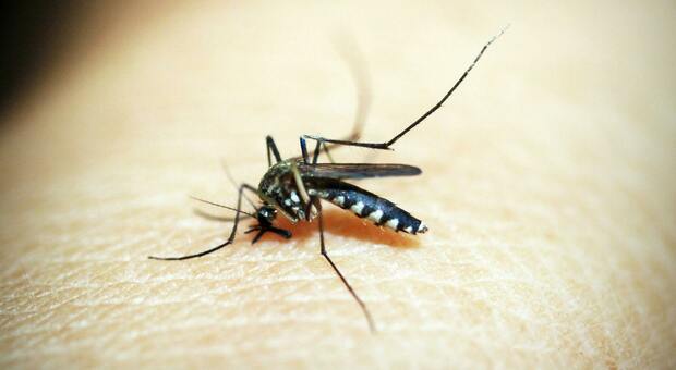 La Febbre Oropouche: Un’Infezione Emergente in America Latina