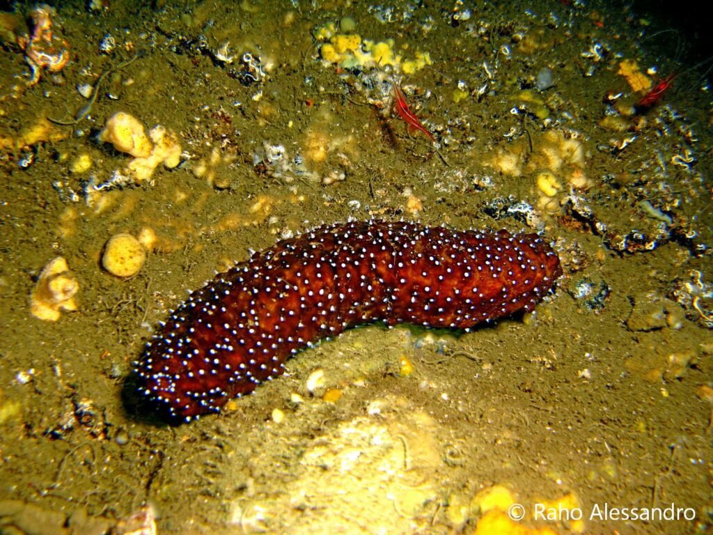 Il cetriolo di mare: un gioiello nascosto degli oceani