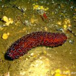Il cetriolo di mare: un gioiello nascosto degli oceani