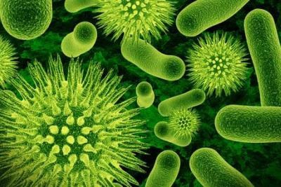 L’Affascinante Mondo dei Microrganismi: La Danza Invisibile della Vita