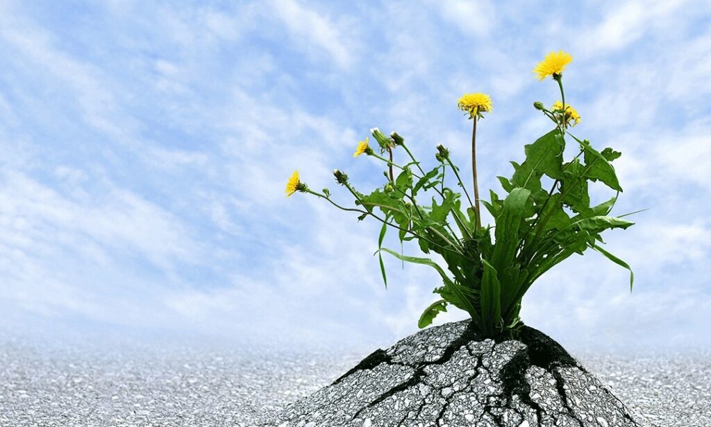 La Resilienza: La Forza di Rimbalzare