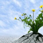 La Resilienza: La Forza di Rimbalzare