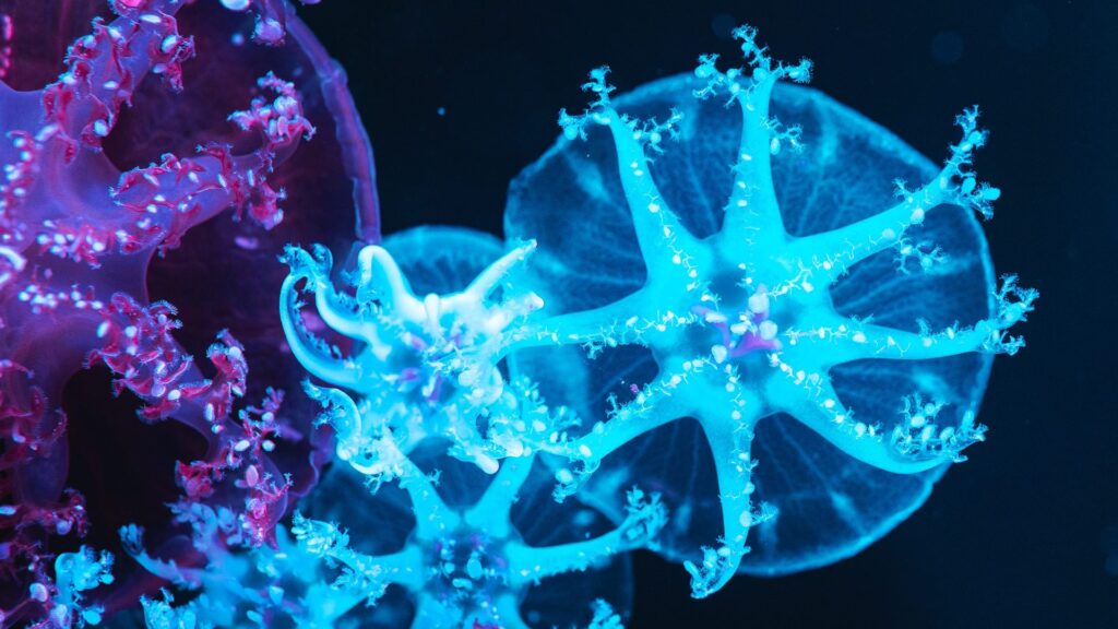Certo! Ecco un articolo su una curiosità affascinante: il fenomeno della bioluminescenza negli organismi marini.