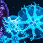 Certo! Ecco un articolo su una curiosità affascinante: il fenomeno della bioluminescenza negli organismi marini.