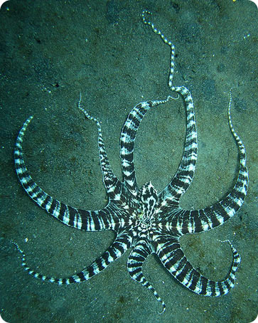 Titolo: Alla scoperta del Mimic Octopus: Il maestro del travestimento marino