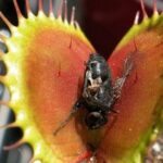 Titolo: Il Misterioso Mondo delle Piante Carnivore: Un Viaggio nella Natura Inusuale