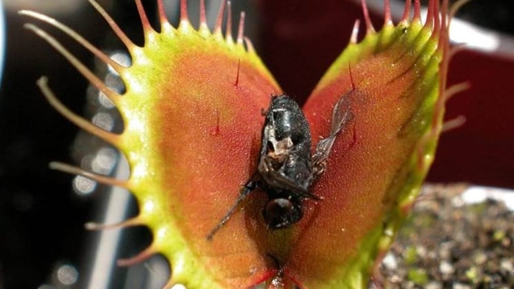 Titolo: Il Misterioso Mondo delle Piante Carnivore: Un Viaggio nella Natura Inusuale