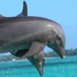 Titolo: Il Misterioso Linguaggio dei Delfini: Comunicazione e Intelligenza nel Mare