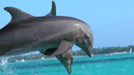 Titolo: Il Misterioso Linguaggio dei Delfini: Comunicazione e Intelligenza nel Mare