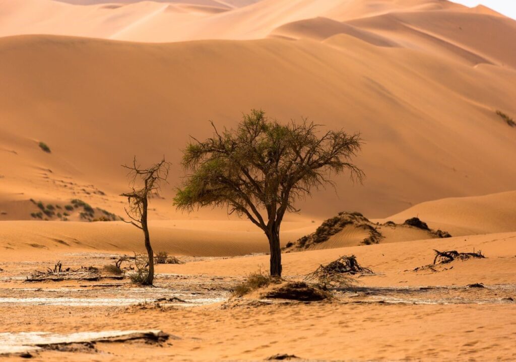 Titolo: La Curiosità dell’Albero di Ténéré: Il Guardiano Solitario del Sahara
