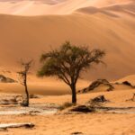 Titolo: La Curiosità dell’Albero di Ténéré: Il Guardiano Solitario del Sahara