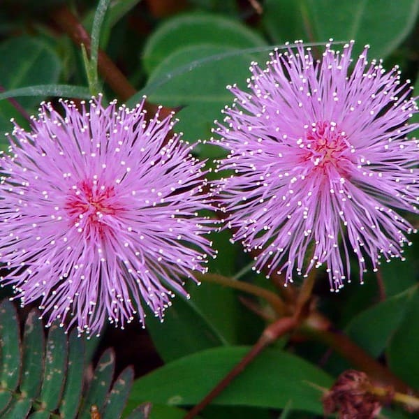 Titolo: La Danza dei Fiori: I Segreti della Mimosa Pudica