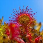 Titolo: L’Incredibile Mondo delle Piante Carnivore: Natura al Contrario