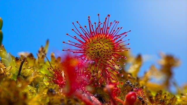 Titolo: L’Incredibile Mondo delle Piante Carnivore: Natura al Contrario