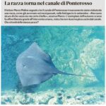 Certo! Oggi esploreremo una curiosità affascinante che riguarda il mondo animale: il fenomeno dei “pesci volanti”.