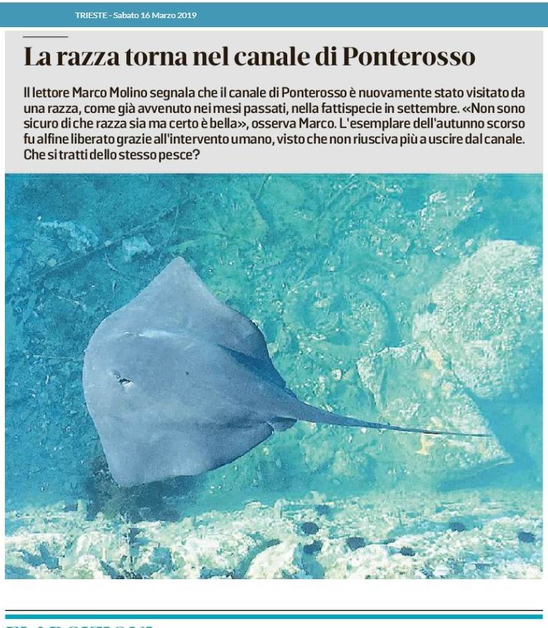 Certo! Oggi esploreremo una curiosità affascinante che riguarda il mondo animale: il fenomeno dei “pesci volanti”.
