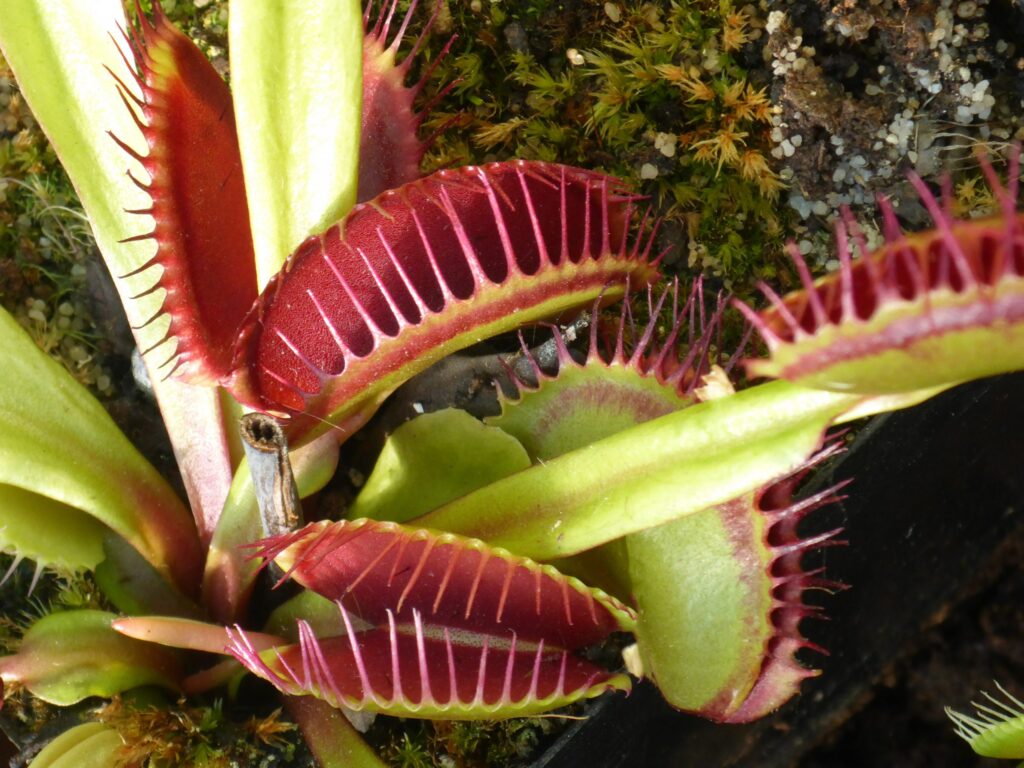 Titolo: Il Misterioso Mondo delle Piante Carnivore: Oltre la Venere Acchiappamosche
