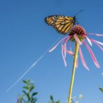 Titolo: L’incredibile viaggio delle farfalle monarca: un mistero della natura