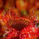 Titolo: L’Affascinante Mondo delle Piante Carnivore: Predatori Vegetali