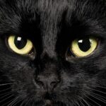 Titolo: Il Mistero dei Gatti Neri: Dalla Sfortuna alla Fortuna