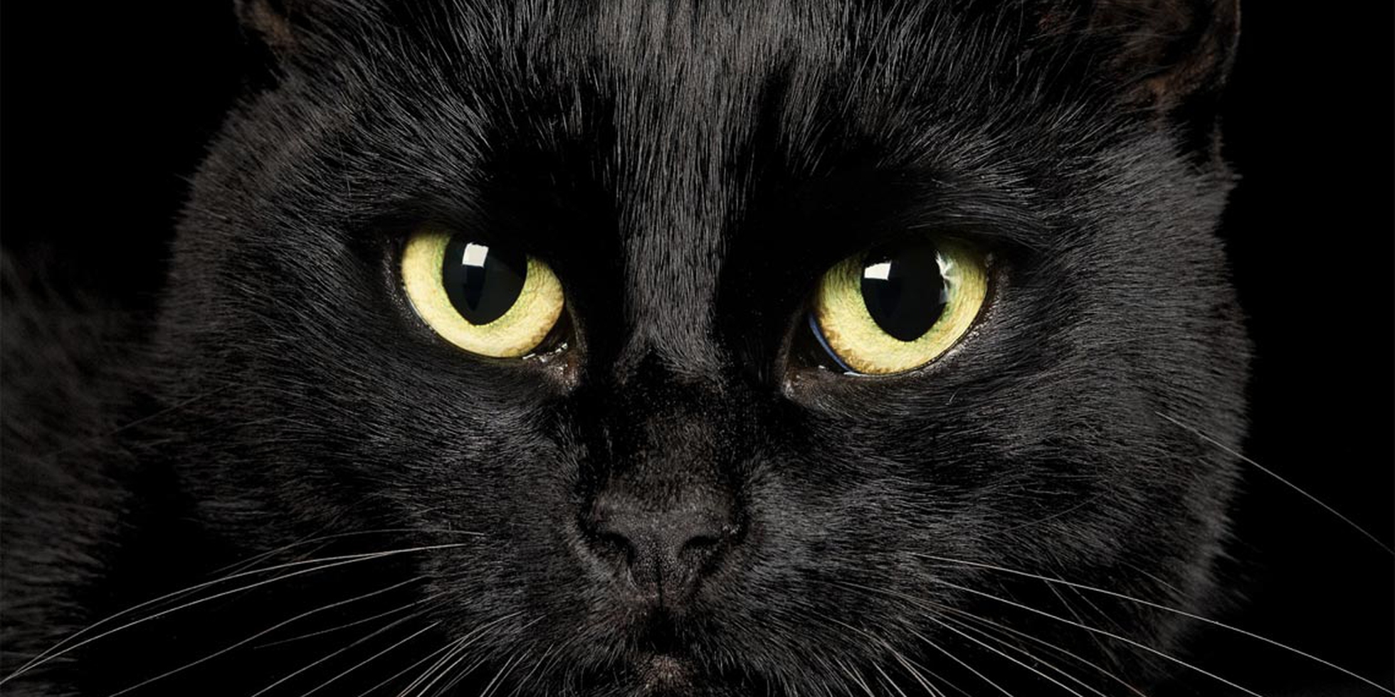 Titolo: Il Mistero dei Gatti Neri: Dalla Sfortuna alla Fortuna