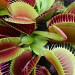 Titolo: Il Misterioso Mondo delle Piante Carnivore: Predatori Silenziosi del Regno Vegetale