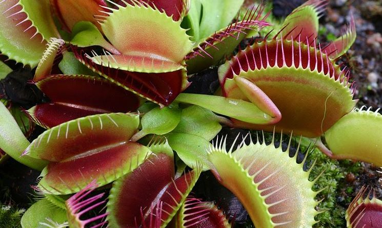 Titolo: Il Misterioso Mondo delle Piante Carnivore: Predatori Silenziosi del Regno Vegetale