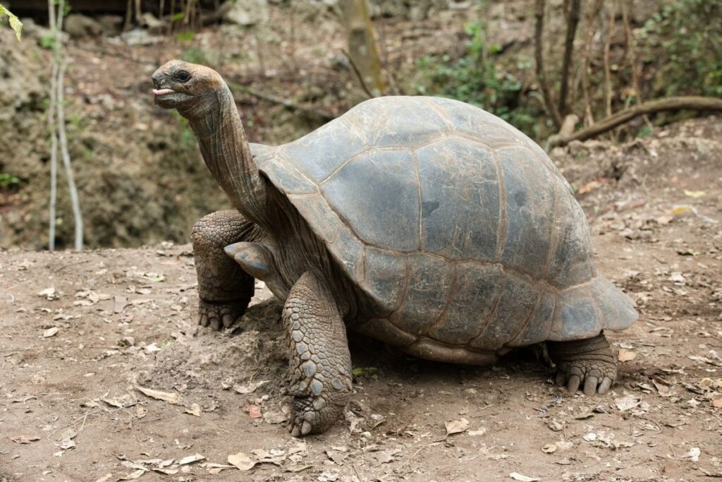 Titolo: Il Mistero della Longevità delle Tartarughe delle Galápagos