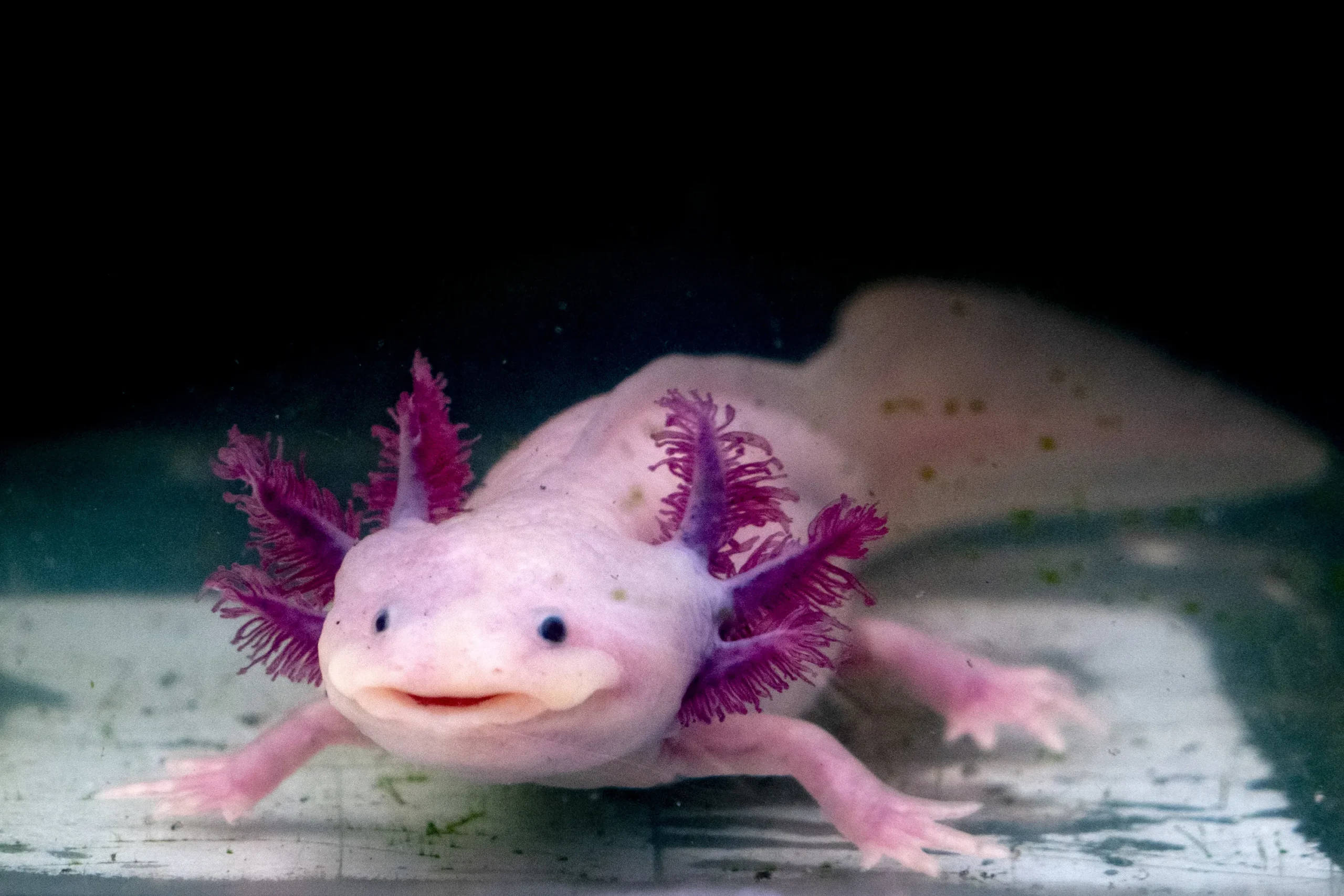 Titolo: La Strana Vita degli Axolotl: I Draghi d’Acqua del Messico