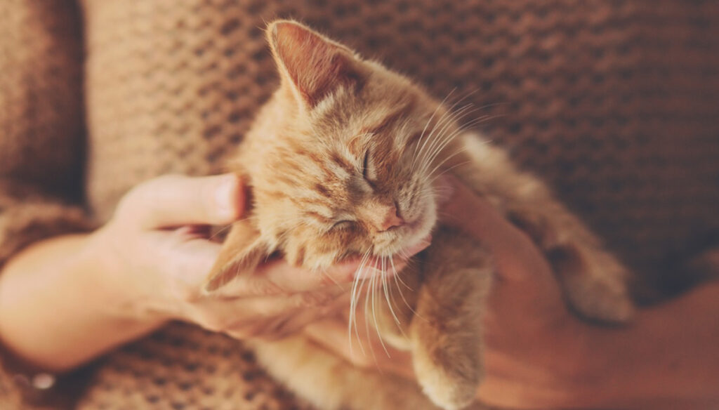Titolo: Il Segreto dei Gatti: Perché Fanno le Fusa?